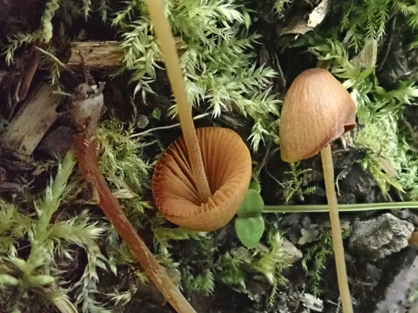 Photo by Penny Cullington Conocybe cf. fuscimarginata by Penny Cullington